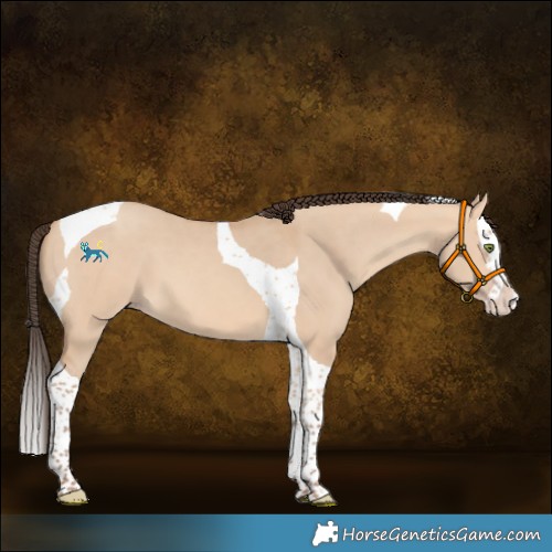 Horse Color:Amber Champagne Dun Splash Tobiano 