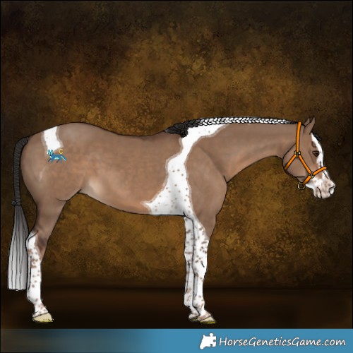 Horse Color:Liver Red Dun Splash Tobiano 