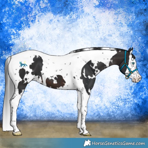 Horse Color:White Spotted Brown Splash Tobiano 