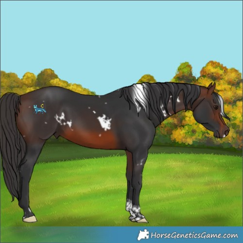 Horse Color:White Spotted Brown Tobiano 