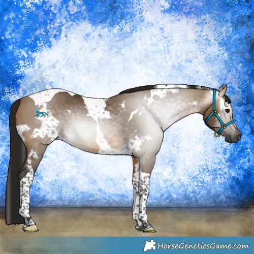 Horse Color:Gray White Spotted Buckskin Dun Tobiano 