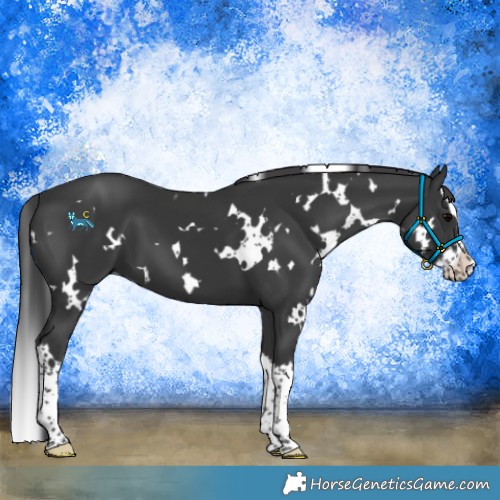 Horse Color:White Spotted Black Splash 