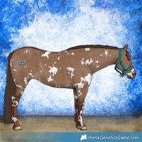 Horse Color:White Spotted Liver Red Dun