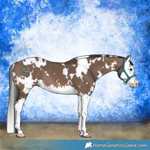 Horse Color:White Spotted Brown Dun Splash 