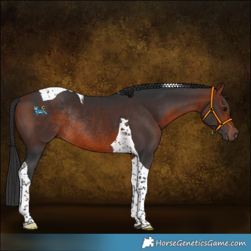 Horse Color:Bay Tobiano Rabicano 