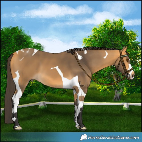 Horse Color:Buckskin Tobiano 