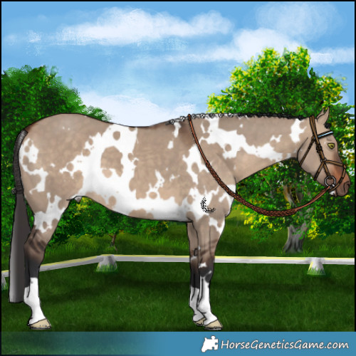 Horse Color:White Spotted Bay Dun 