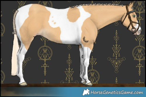 Horse Color:Gold Cream Champagne Tobiano 