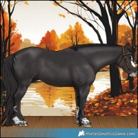 Horse Color:Smoky Black 