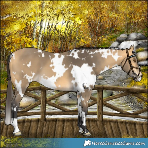 Horse Color:White Spotted Buckskin Mushroom 