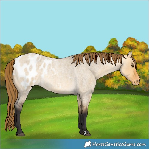 Horse Color:Buckskin Roan Dun Appaloosa 