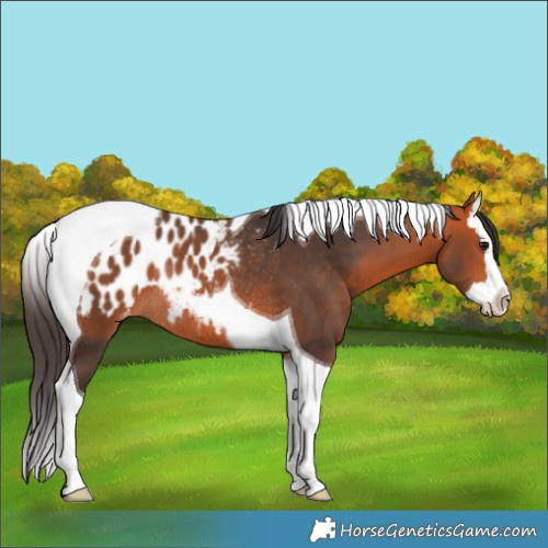 Horse Color:Bay Splash Tobiano Appaloosa Rabicano 