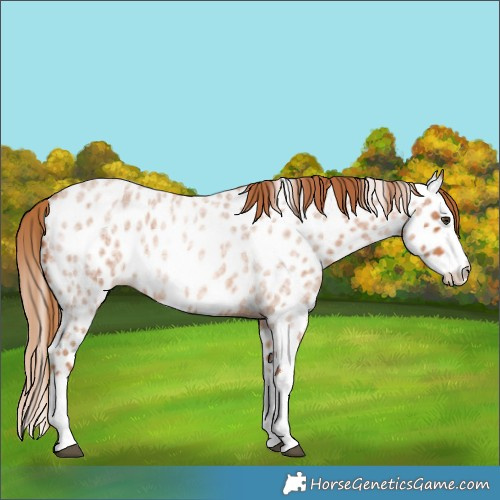 Horse Color:Red Roan Splash Appaloosa 