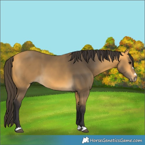 Horse Color:Buckskin 