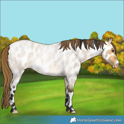 Horse Color:Buckskin Roan Dun Appaloosa 