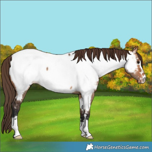 Horse Color:Bay Dun Appaloosa 