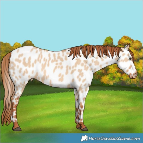 Horse Color:Red Dun Appaloosa 
