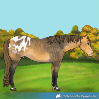 Horse Color:Buckskin Blanket