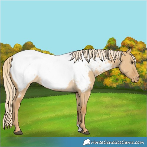 Horse Color:Palomino Dun Appaloosa 