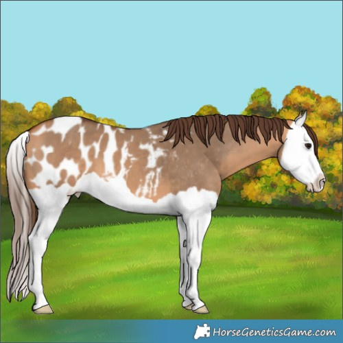 Horse Color:Bay Dun Splash Appaloosa 