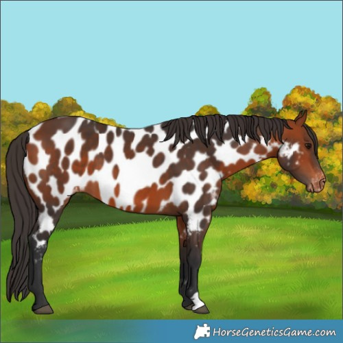 Horse Color:Bay Appaloosa 