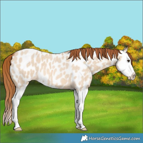 Horse Color:Red Dun Roan Splash Appaloosa 