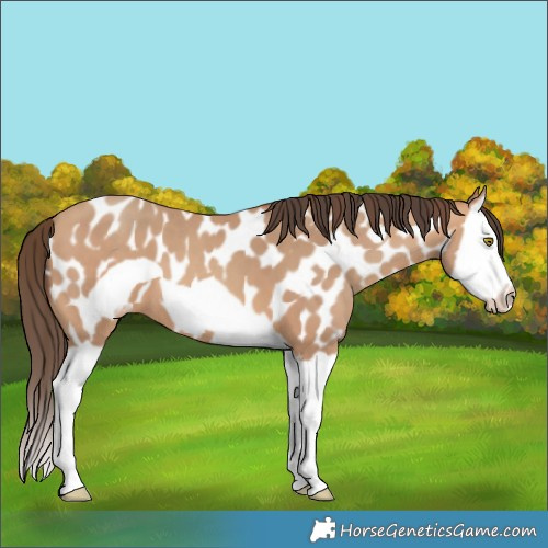 Horse Color:Amber Champagne Splash Frame Appaloosa 
