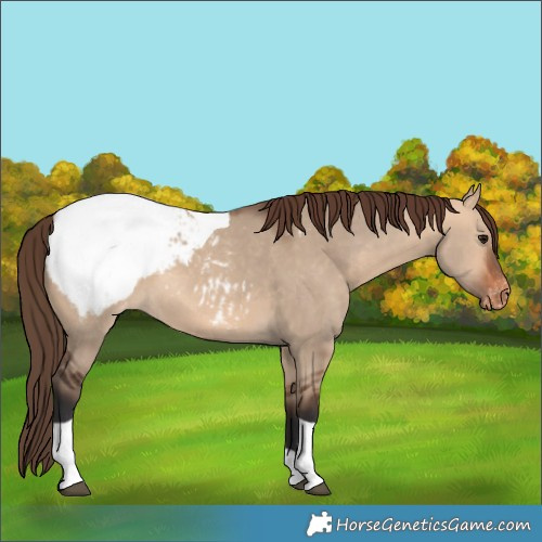 Horse Color:Bay Dun Tobiano Appaloosa 