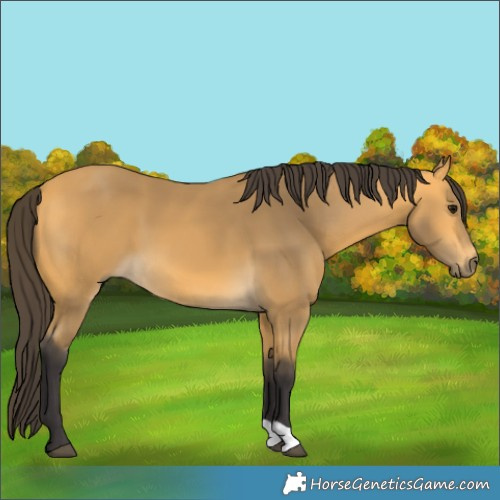 Horse Color:Buckskin 