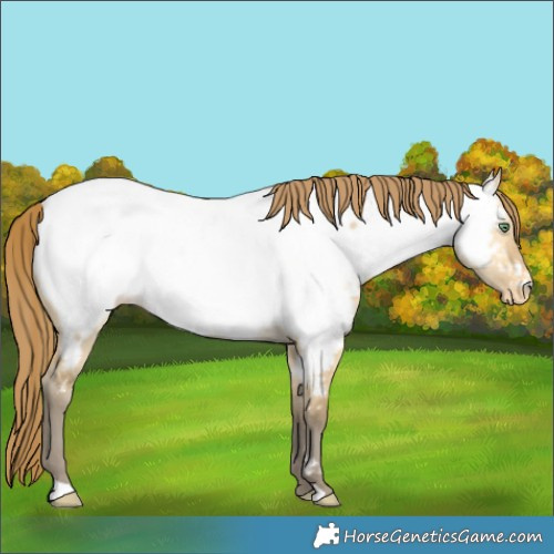 Horse Color:Amber Cream Champagne Dun Appaloosa 