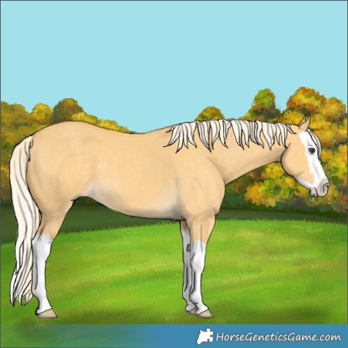 Horse Color:Palomino Dun Splash 