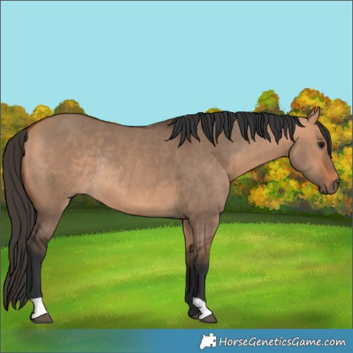 Horse Color:Bay Dun Rabicano 