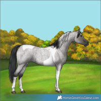 Horse Color:Grullo Roan Tobiano 