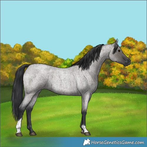 Horse Color:Grullo Roan Tobiano 