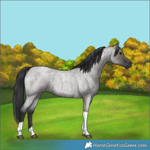 Horse Color:Grullo Roan Tobiano