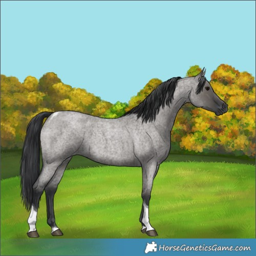 Horse Color:Grullo Roan Tobiano 