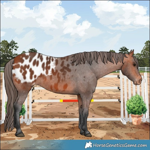 Horse Color:Bay Blanket