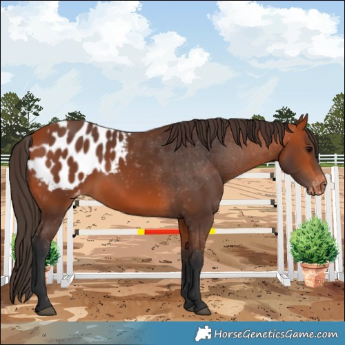Horse Color:Bay Appaloosa 