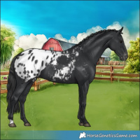Horse Color:Black Appaloosa 