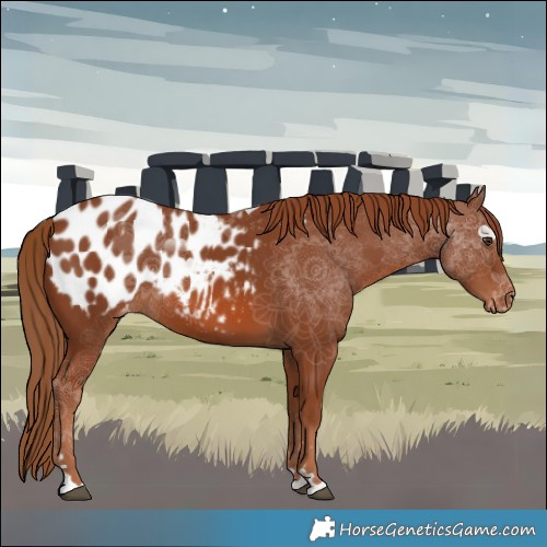 Horse Color:Chestnut Appaloosa 