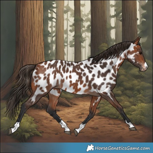 Horse Color:Bay Appaloosa 