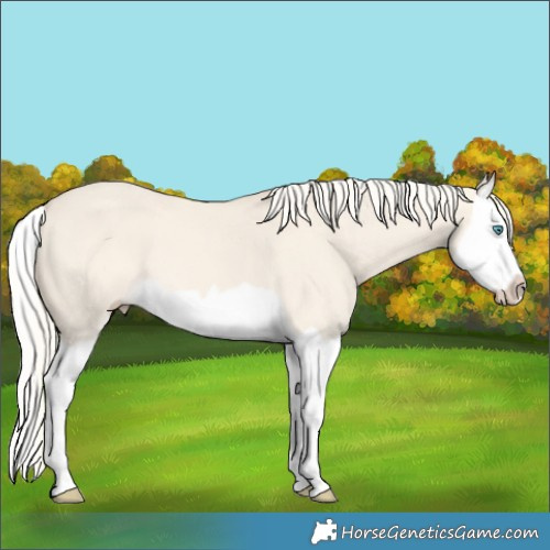 Horse Color:Cremello Dun Splash 