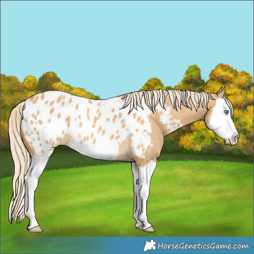 Horse Color:Palomino Dun Splash Appaloosa