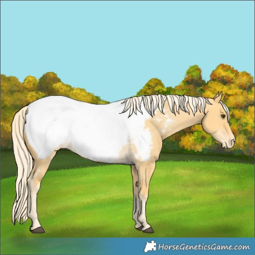 Horse Color:Palomino Dun Appaloosa 