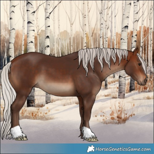 Horse Color:Silver Bay 