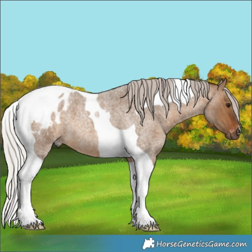 Horse Color:Gray Silver Bay Roan Dun Tobiano Appaloosa 