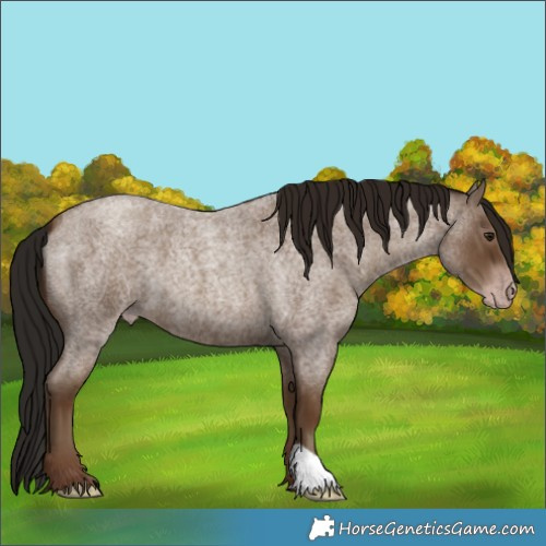 Horse Color:Gray Classic Champagne Roan 