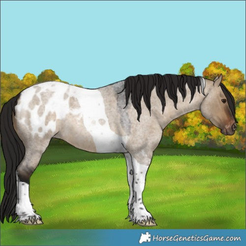 Horse Color:Gray Bay Roan Dun Tobiano Appaloosa 