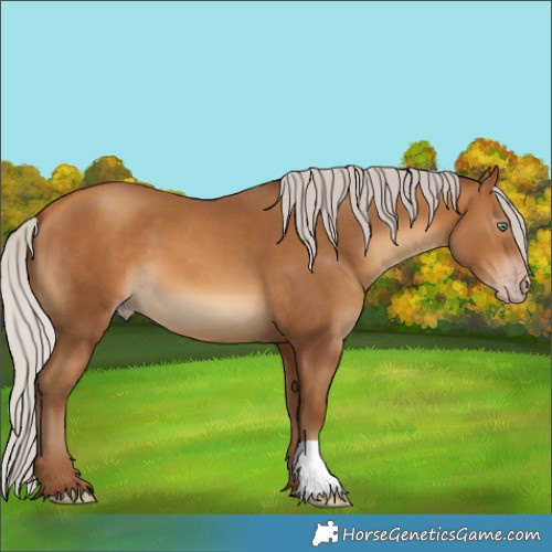 Horse Color:Gray Silver Amber Champagne