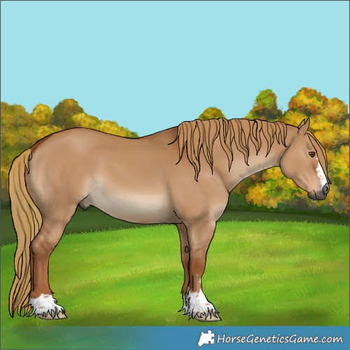 Horse Color:Gray Red Dun 